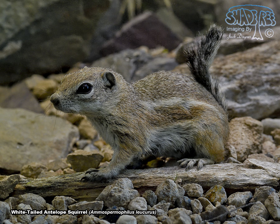 White-Tailed Antelope Squirrel - Ammospermophilus leucurus
