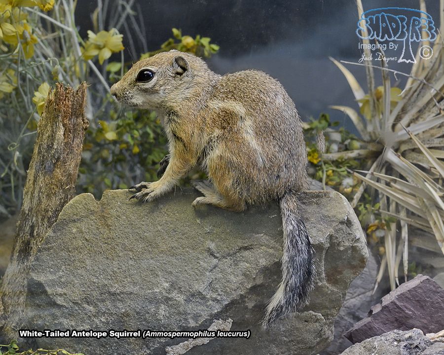 White-Tailed Antelope Squirrel - Ammospermophilus leucurus