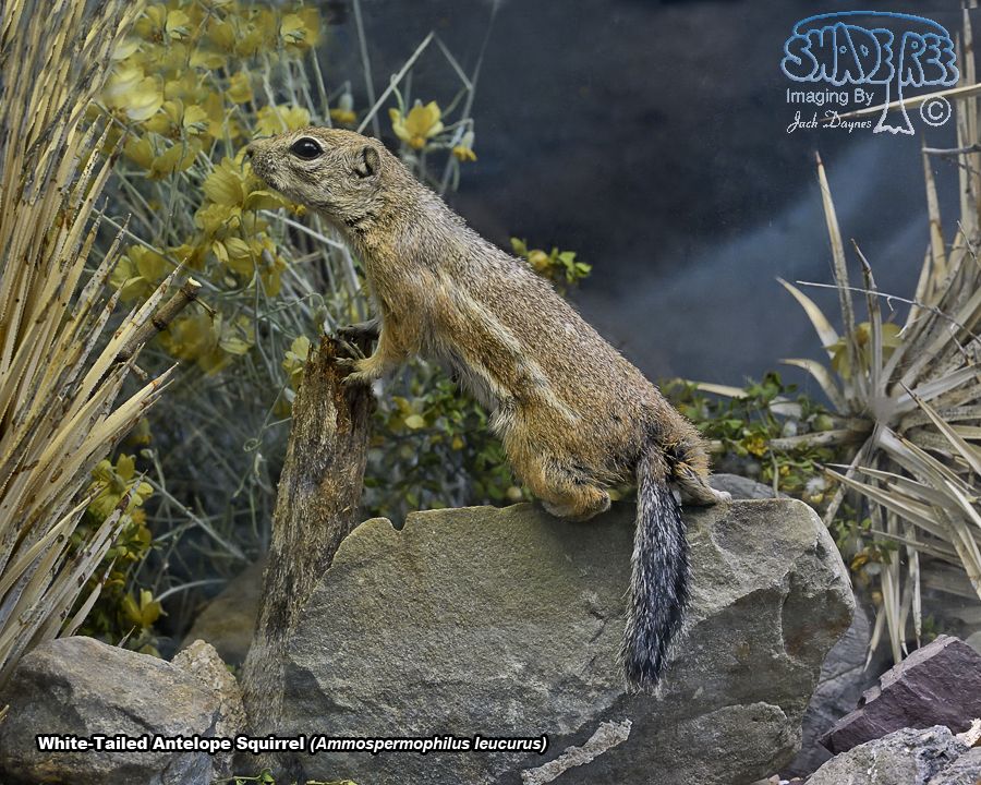 White-Tailed Antelope Squirrel - Ammospermophilus leucurus