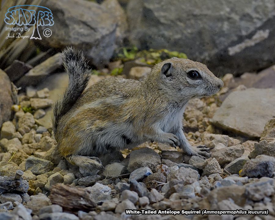 White-Tailed Antelope Squirrel - Ammospermophilus leucurus