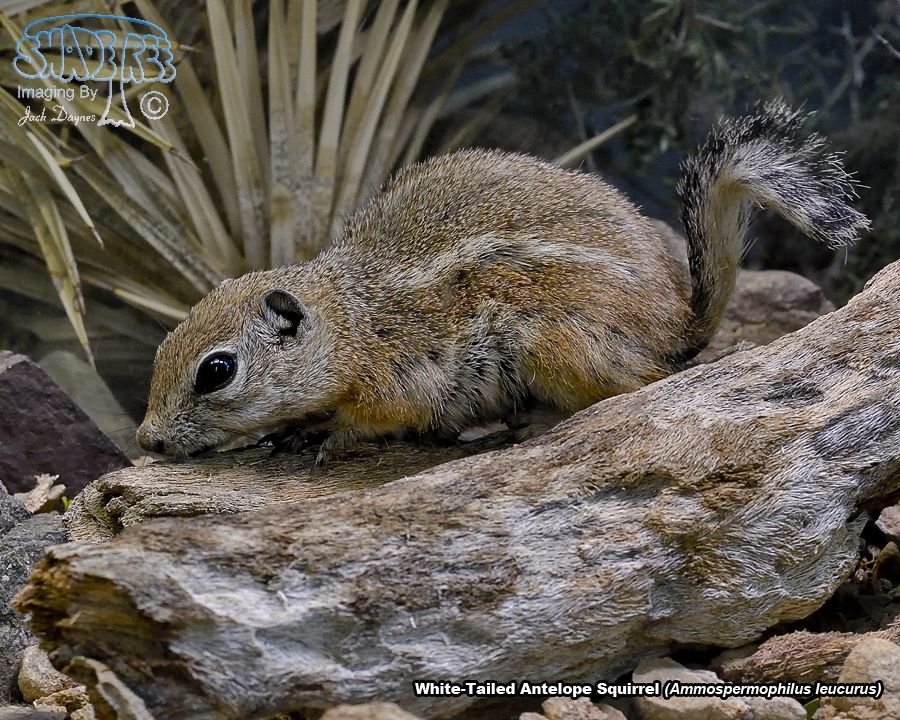 White-Tailed Antelope Squirrel - Ammospermophilus leucurus