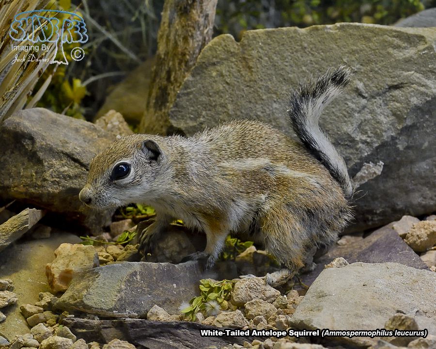 White-Tailed Antelope Squirrel - Ammospermophilus leucurus
