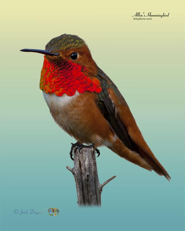Allen's Hummingbird - Selasphorus sasin