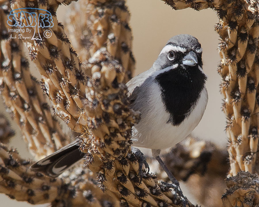 Black-Throated Sparrow - Amphispiza bilineata