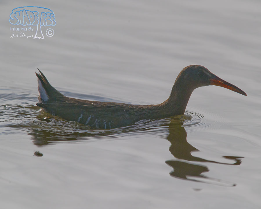 Ridgway’s Rail (Clapper Rail) - Rallus obsoletus