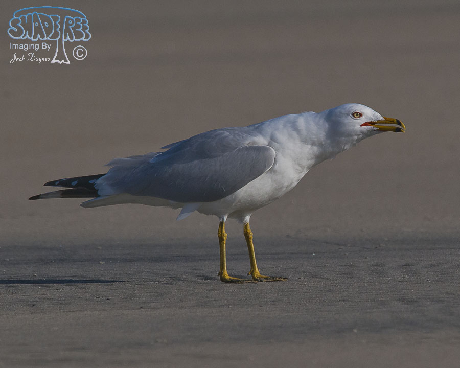Ring-Billed Gull - Larus delawarensis