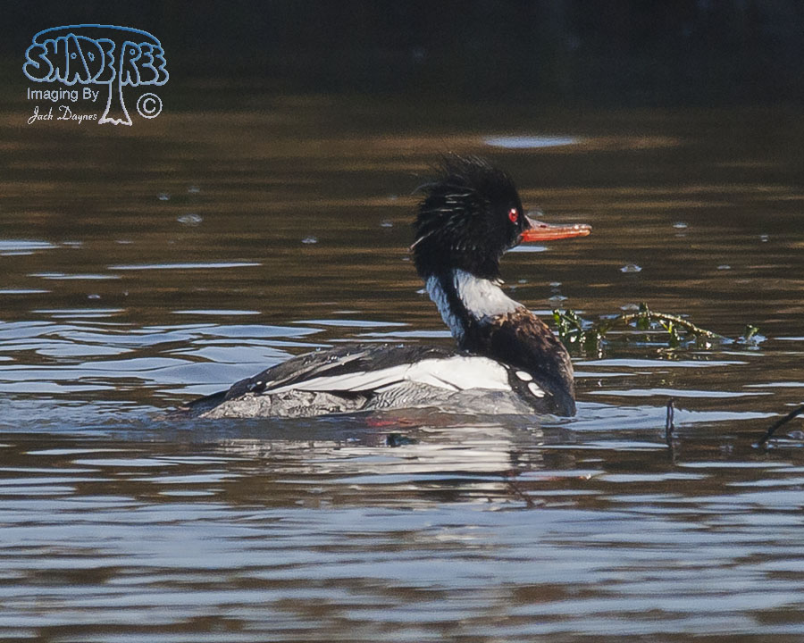 Red-Breasted Merganser - Mergus serrator