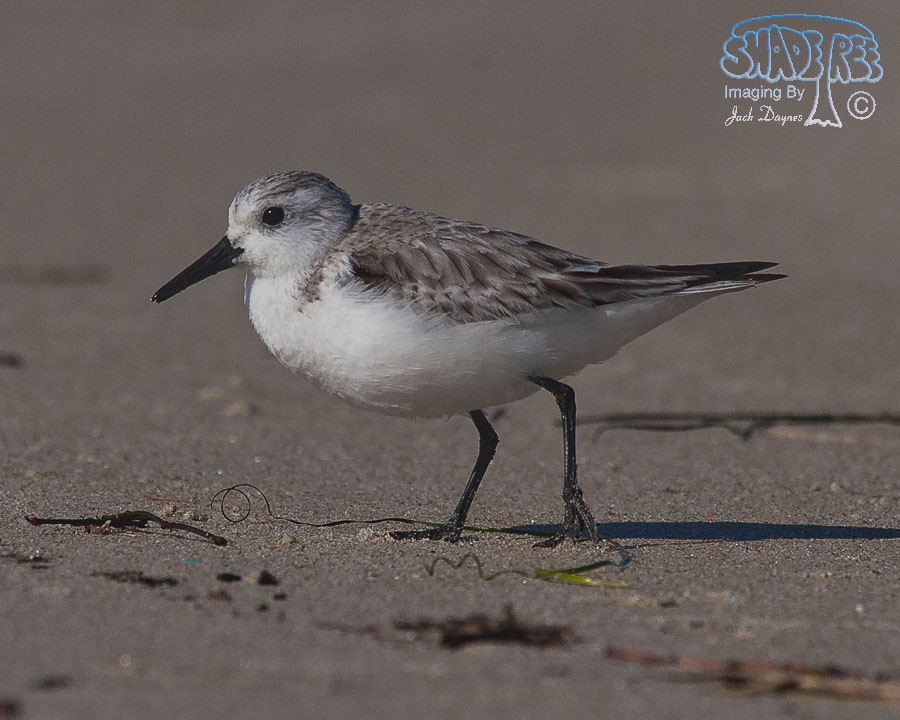 Sanderling - Calidris alba