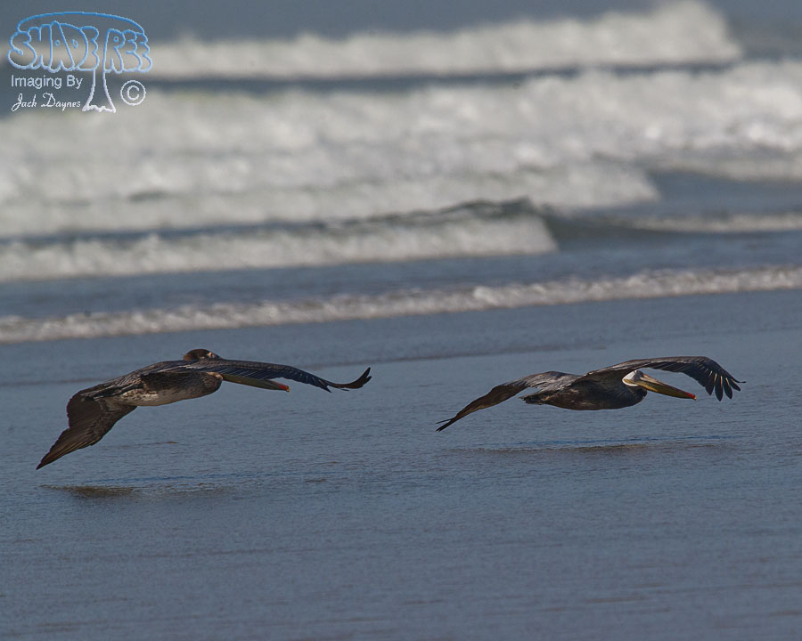 Brown Pelican - Pelecanus occidentalis