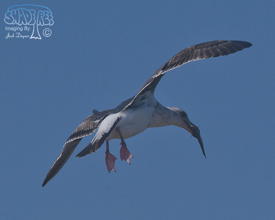 Western Gull - Larus occidentalis