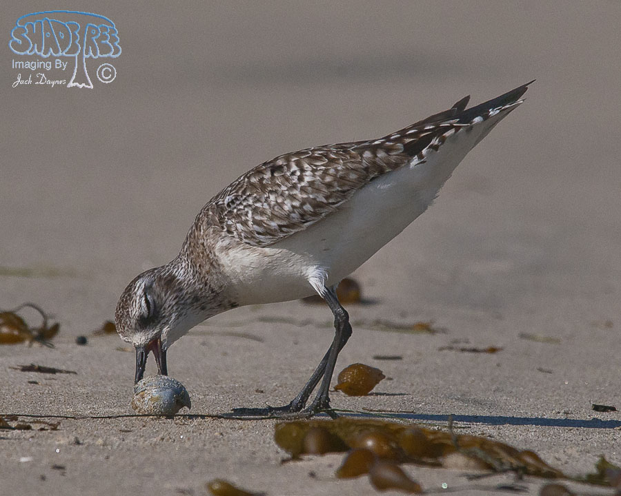 Black-Bellied Plover - Pluvialis squatarola