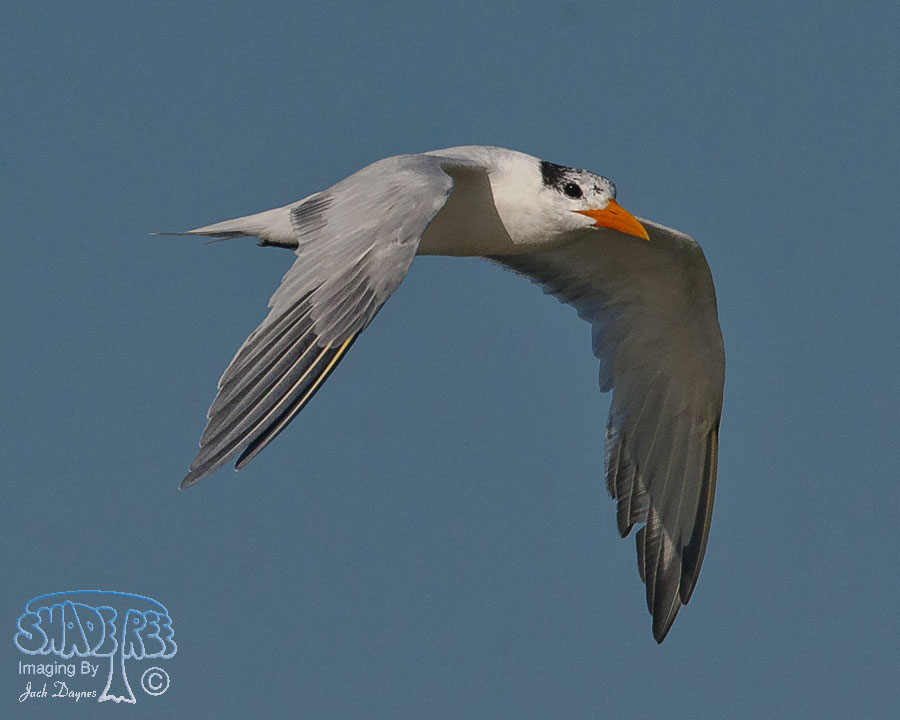 Royal Tern - Thalasseus maximus