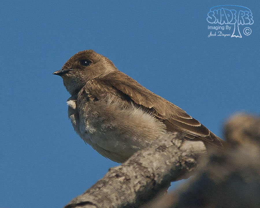 Northern Rough-Winged Swallow - Stelgidopteryx serripennis