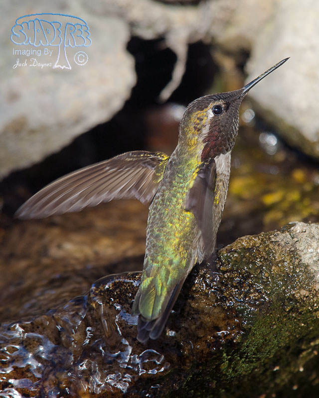 Anna's Hummingbird - Calypte anna