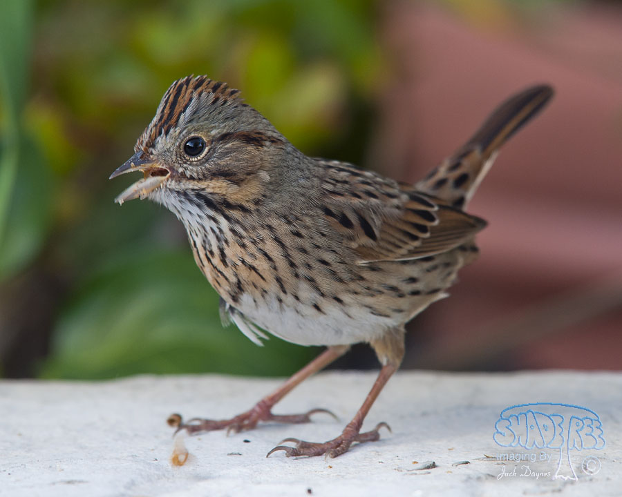 Lincoln's Sparrow - Melospiza lincolnii