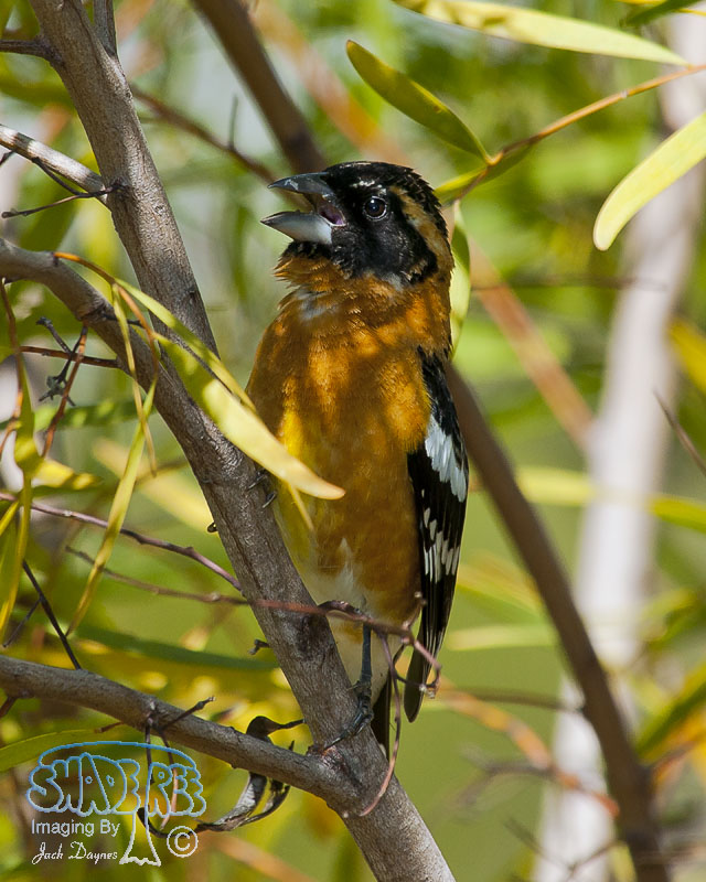 Black-Headed Grosbeak - Pheucticus melanocephalus