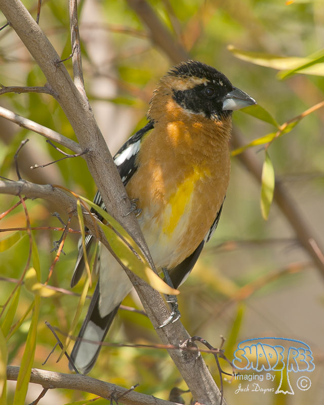 Black-Headed Grosbeak - Pheucticus melanocephalus