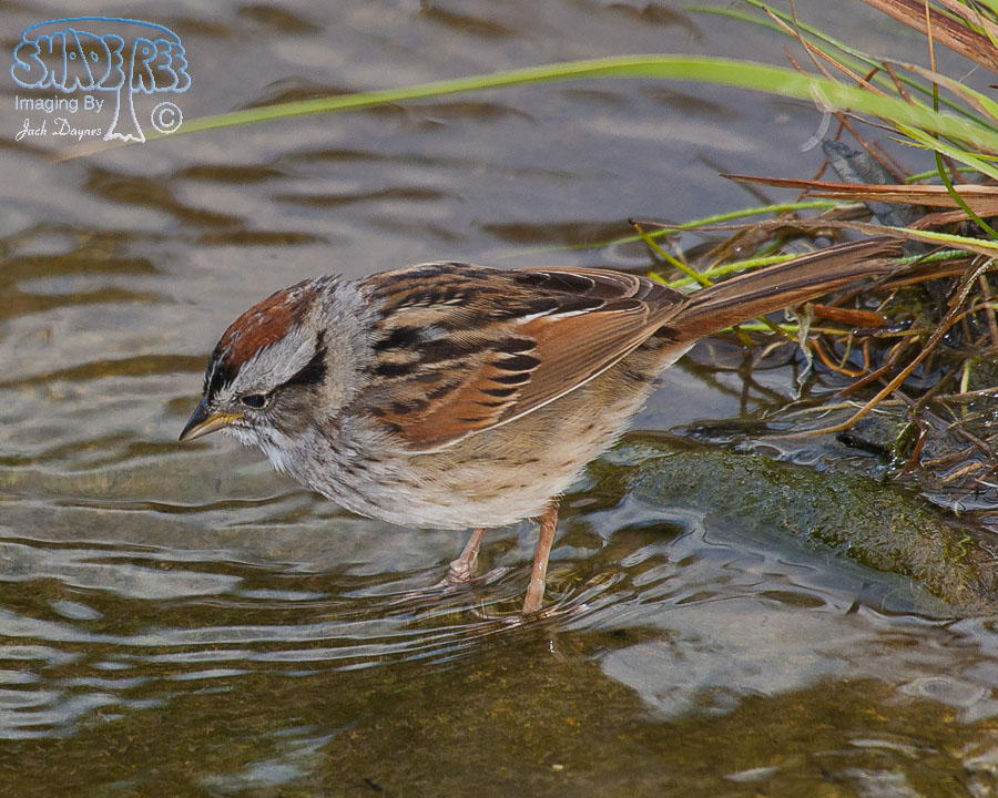 Swamp Sparrow - Melospiza georgiana
