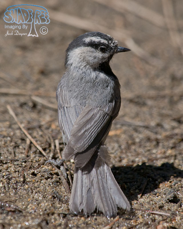 Mountain Chickadee - Poecile gambeli