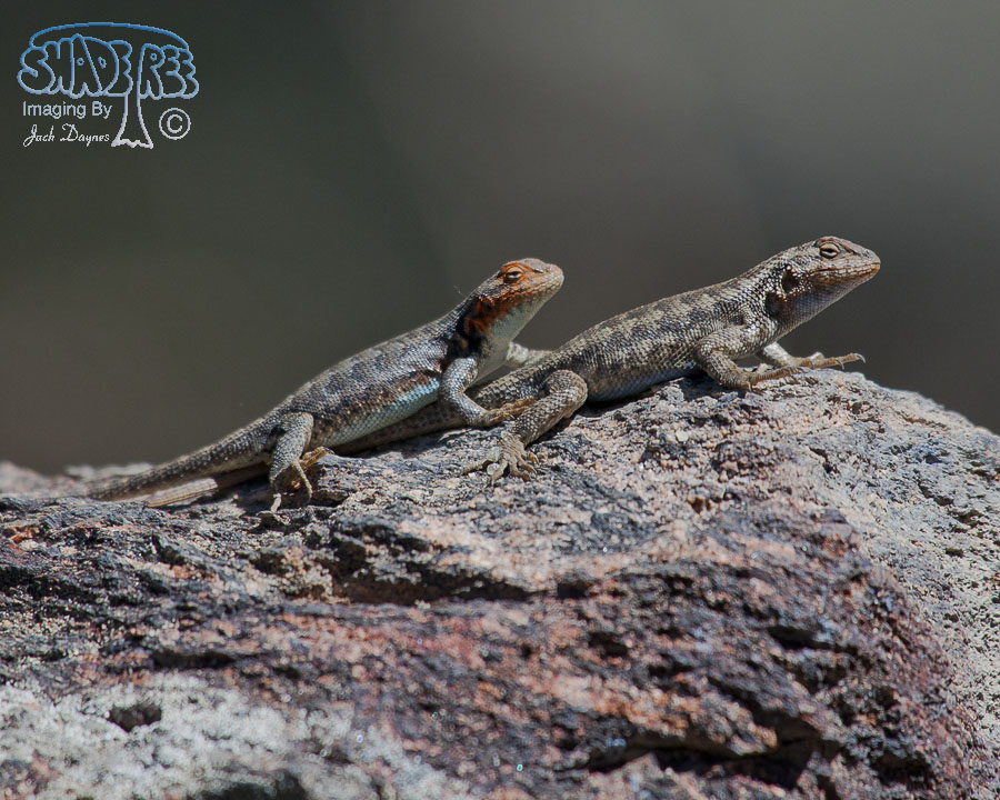 Lizard - Unknown