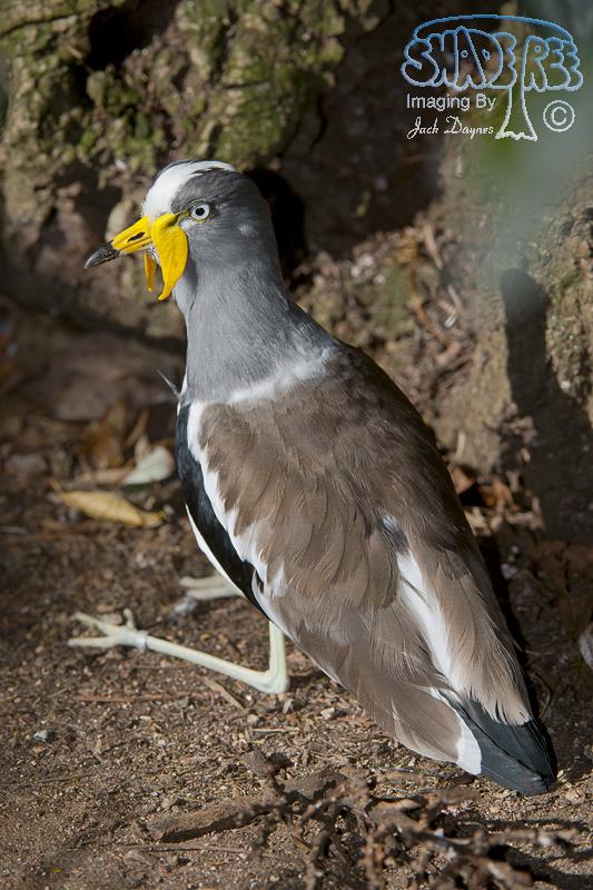 White-Crowned Lapwing - Vanellus albiceps