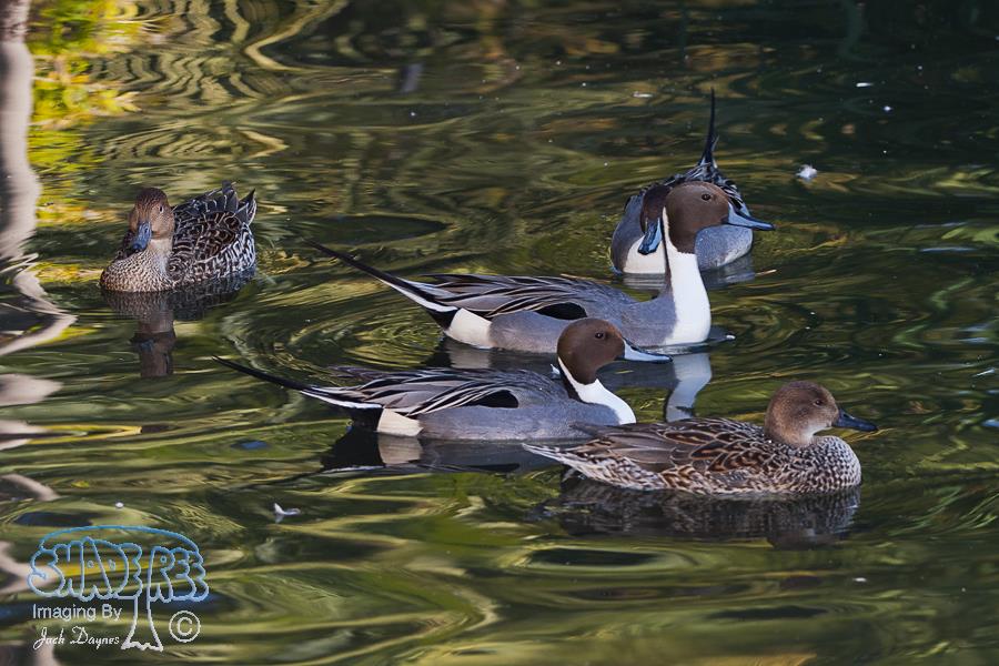 Northern Pintail - Anas acuta