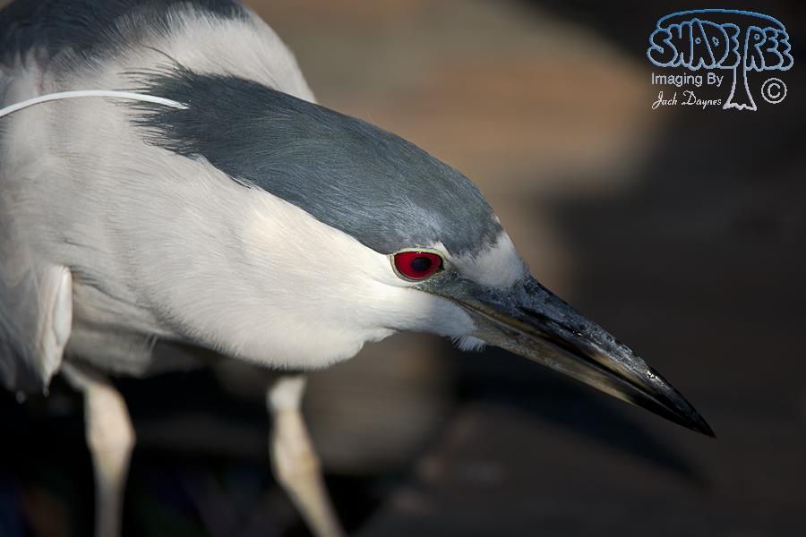 Black-Crowned Night-Heron - Nycticorax nycticorax