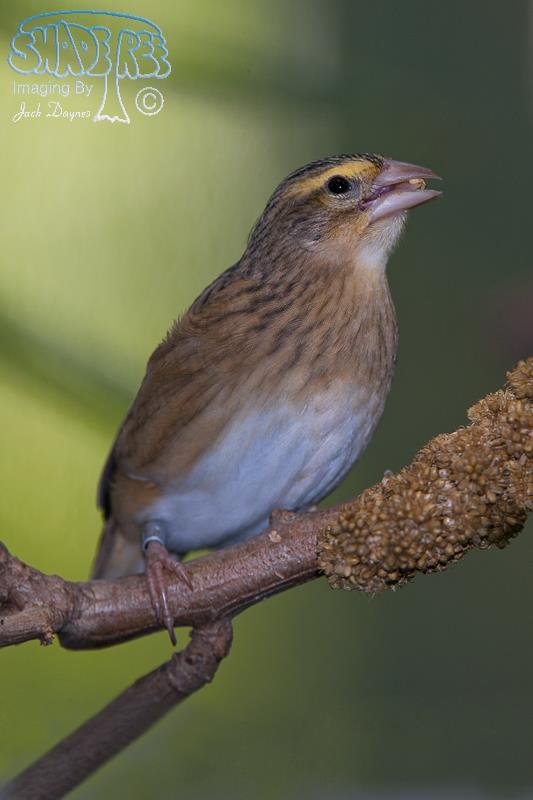 Southern Red Bishop - Euplectes orix