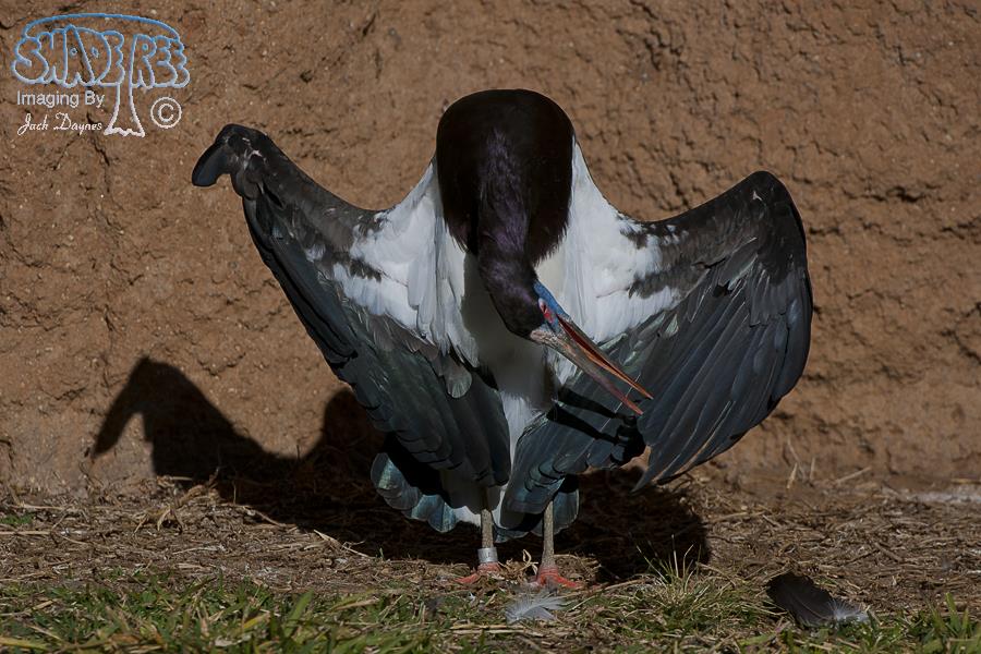Abdim's Stork - Ciconia abdimii