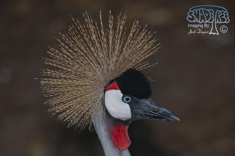 Grey Crowned Crane - Balearica regulorum