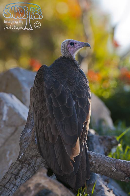Hooded Vulture - Necrosyrtes monachus