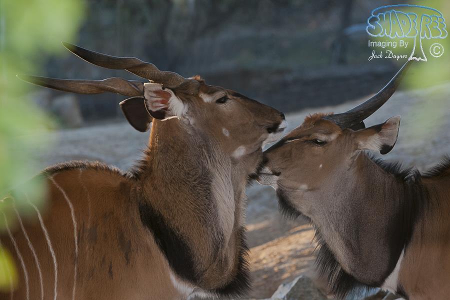 Eland - Taurotragus oryx