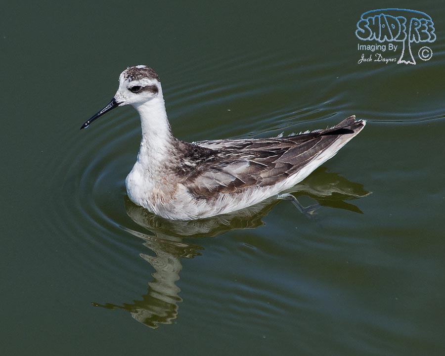 Red-Necked Phalarope - Phalaropus lobatus