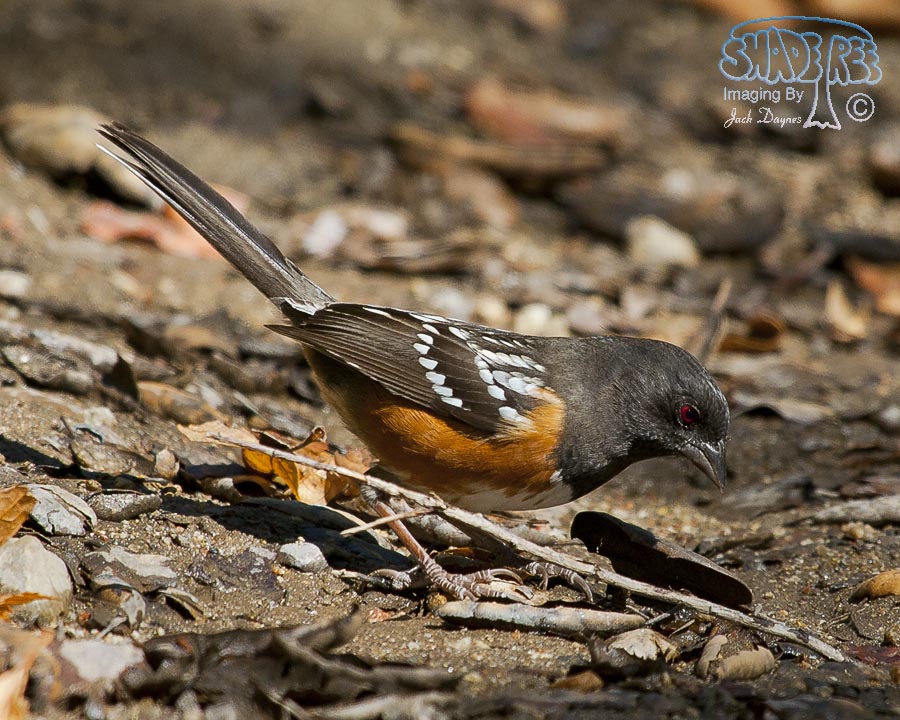 Spotted Towhee - Pipilo maculatus
