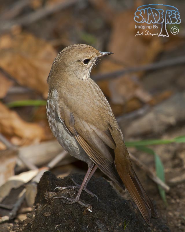 Hermit Thrush - Catharus guttatus