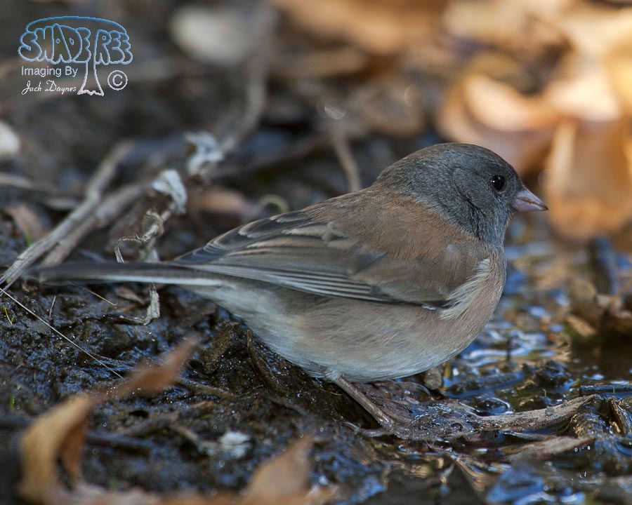 Dark-Eyed Junco - Junco hyemalis