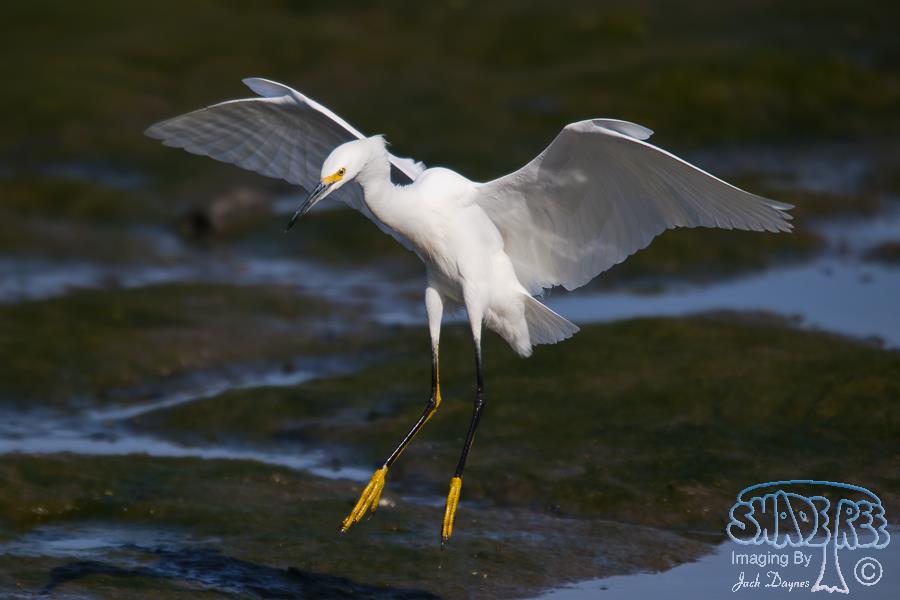 Snowy Egret - Egretta thula