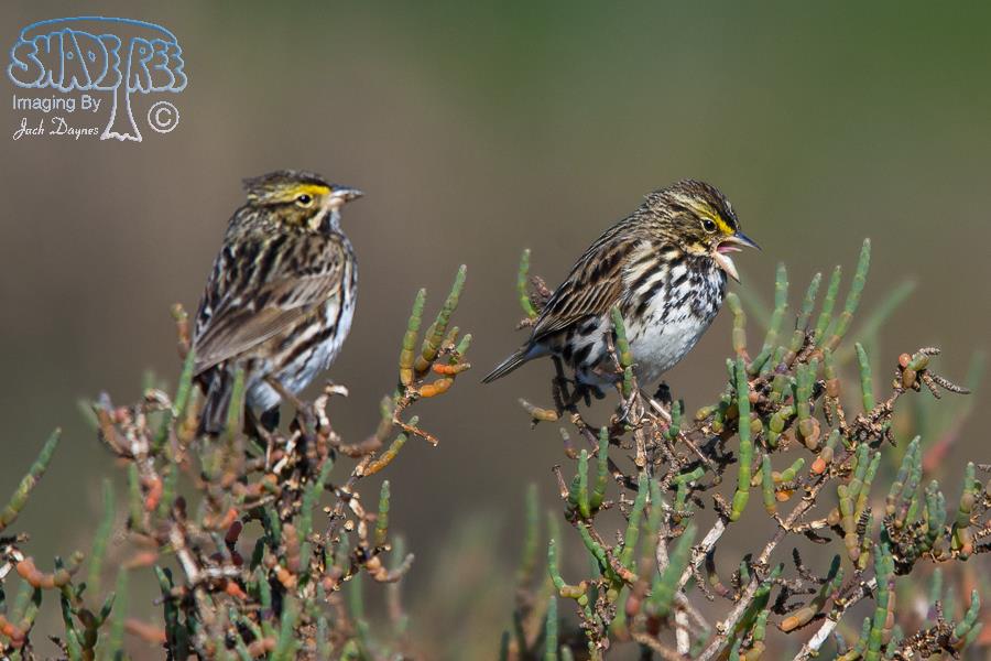 Savannah Sparrow - Passerculus sandwichensis