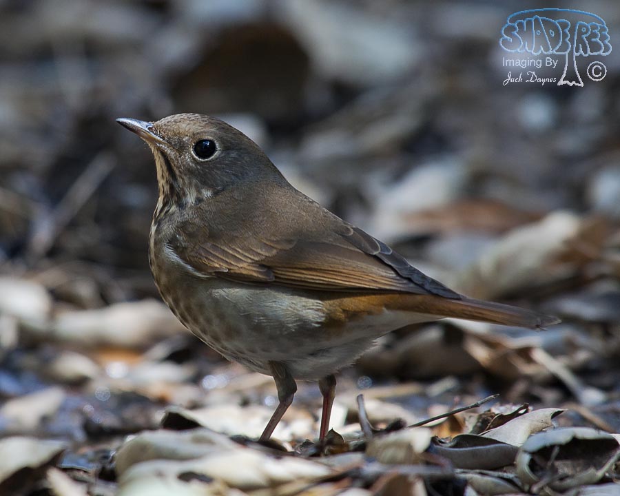 Hermit Thrush - Catharus guttatus