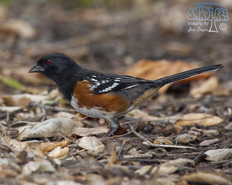 Spotted Towhee - Pipilo maculatus