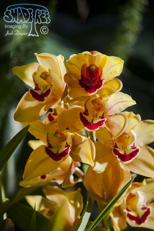 Orchid - Unknown