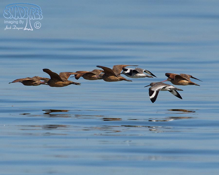 Mixed Flock in Flight - n/a