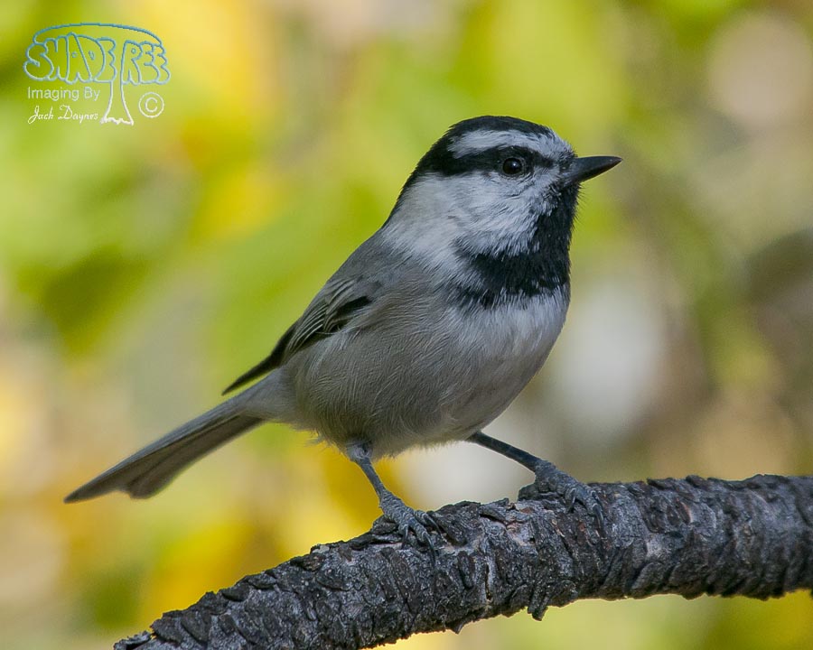 Mountain Chickadee - Poecile gambeli