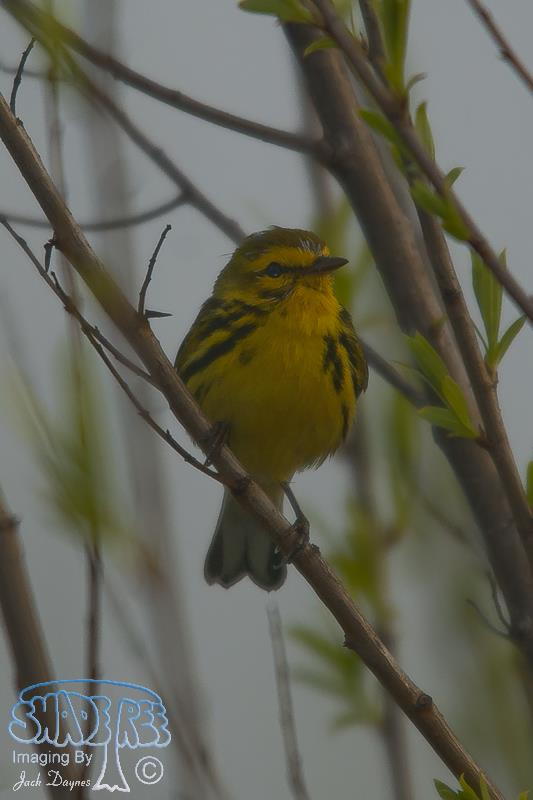 Prairie Warbler - Setophaga discolor