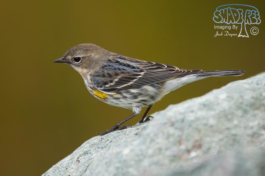 Yellow-Rumped Warbler - Setophaga coronata auduboni