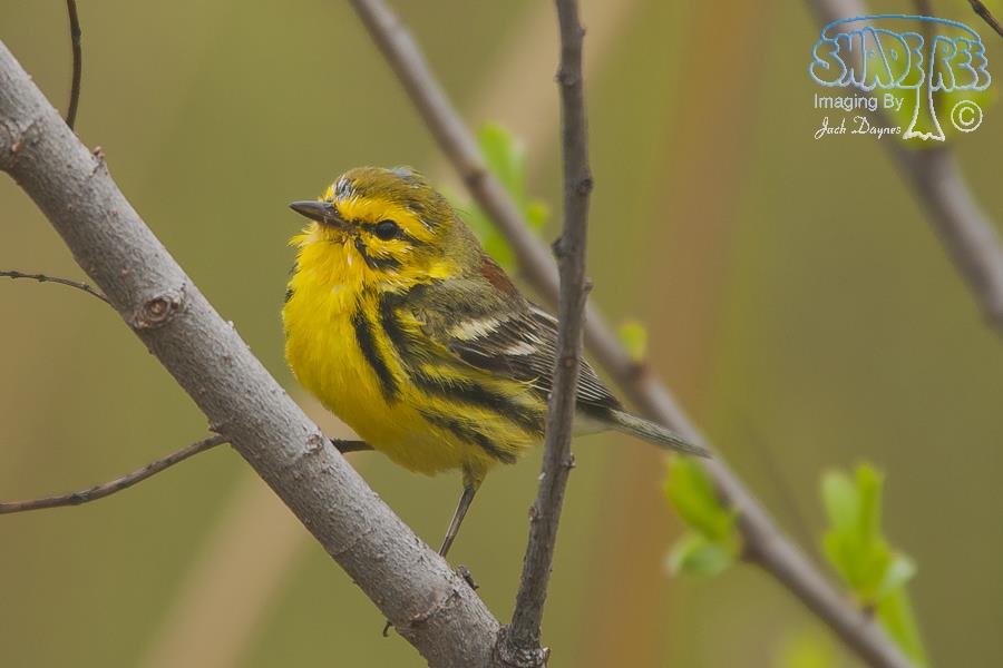 Prairie Warbler - Setophaga discolor