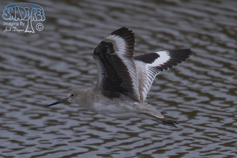Willet - Tringa semipalmata
