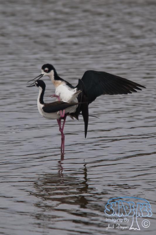 Black-Necked Stilt - Himantopus mexicanus