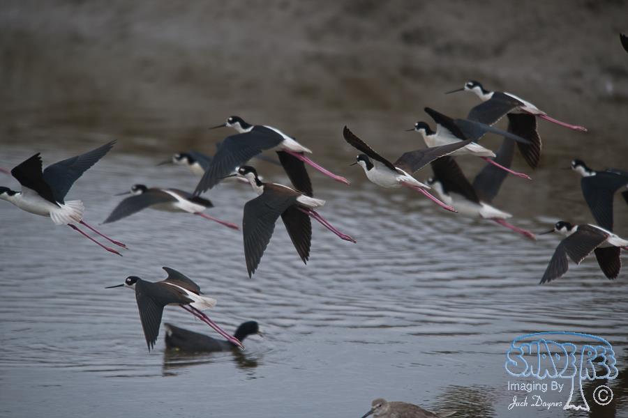 Black-Necked Stilt - Himantopus mexicanus