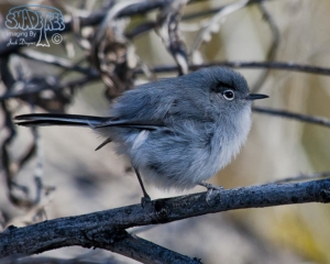 2014-11-25 Bill Williams NWR